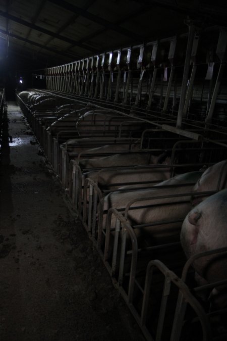 Row of sow stalls