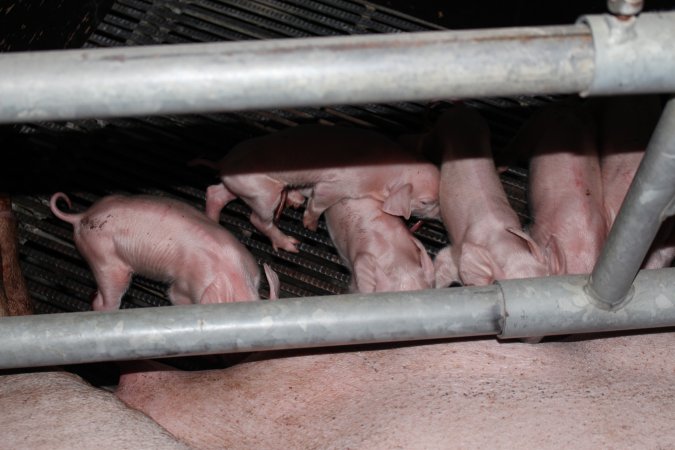 Farrowing crates at Selko Piggery NSW