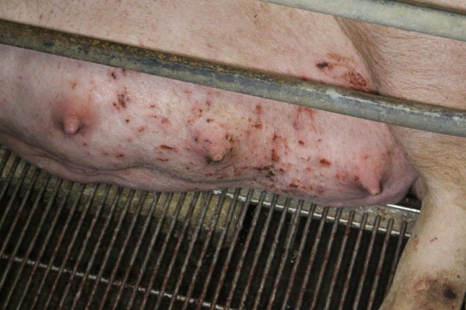 Sow with skin condition