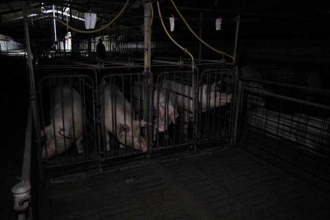 Boars in boar stalls