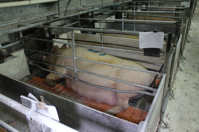 Pregnant sow in farrowing crate