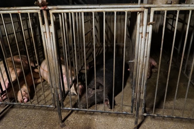 Boars in boar stalls