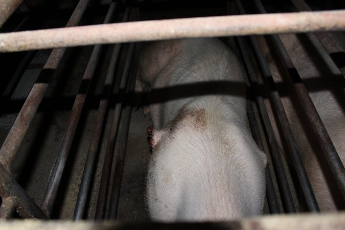 Sow with large side wounds in sow stall