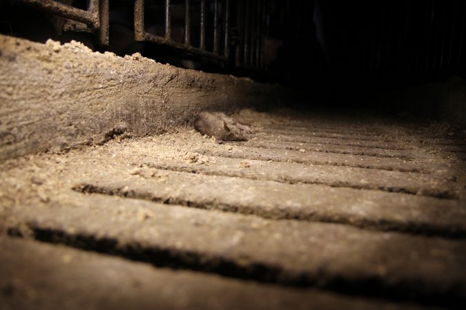 Dead rate in aisle of sow stalls