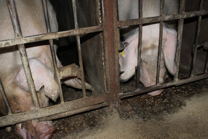 Sow stalls at Springview Piggery NSW