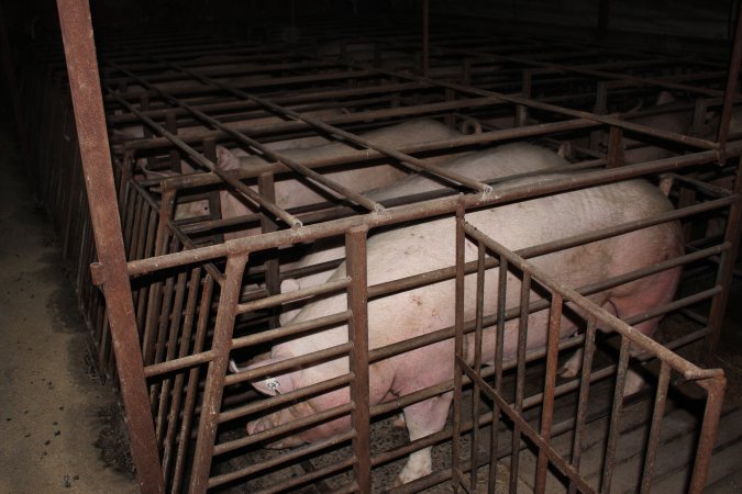 Sow stalls at Springview Piggery NSW
