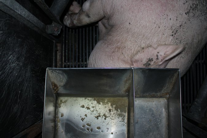 Sow's head under feed tray