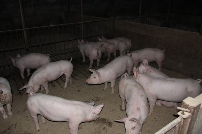 Grower/finisher pigs