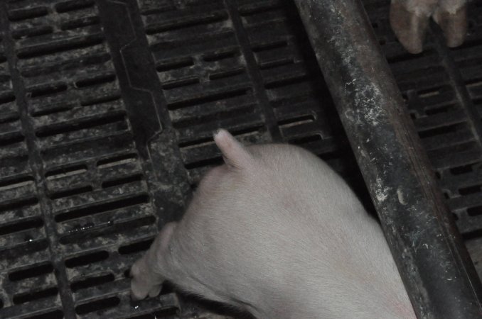 Piglet with cut tail