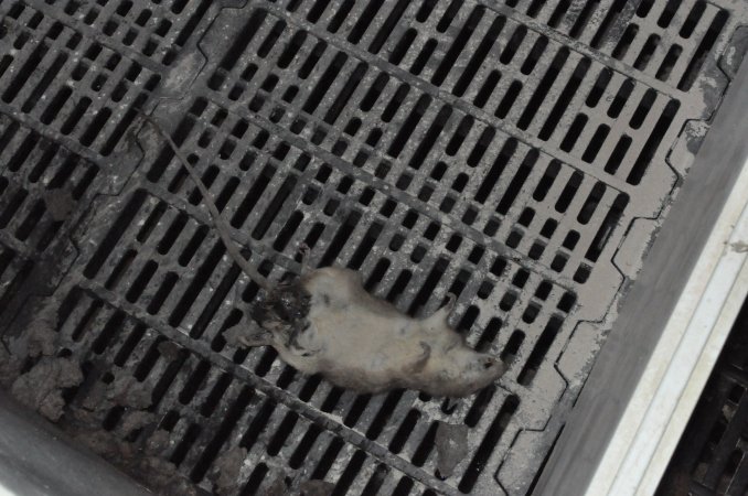 Dead rat in farrowing crate
