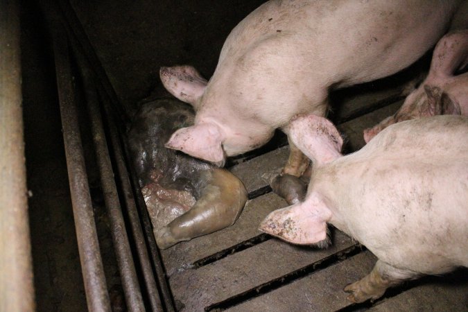 Rotting pig being eaten by other pigs
