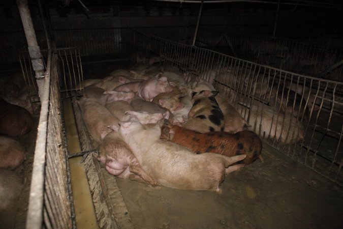 Grower/finisher pigs living in excrement