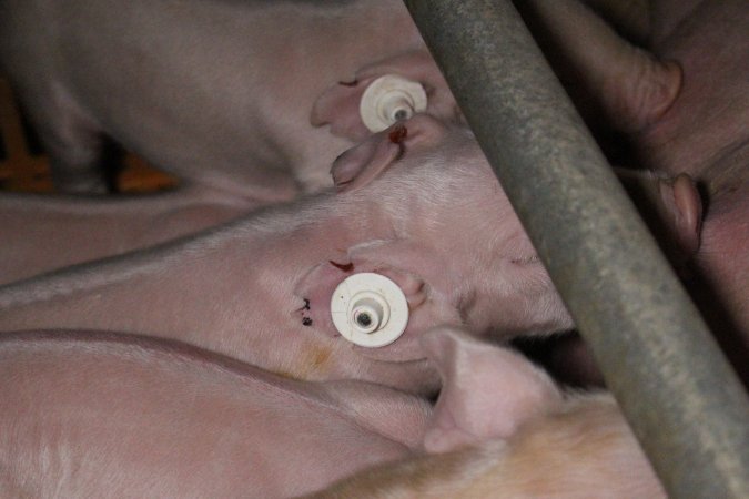 Piglets with ear tags