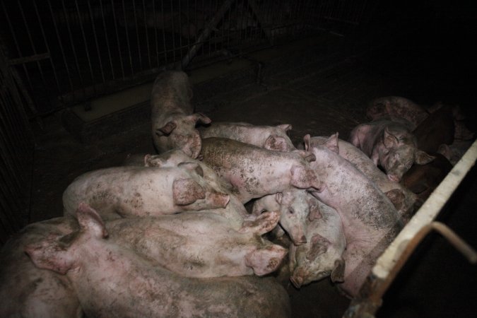 Grower/finisher pigs at Narrogin Piggery WA