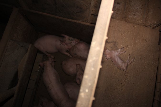 Dead piglet in walkway, growers beneath