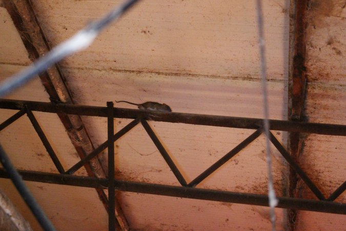 Rat on ceiling beams