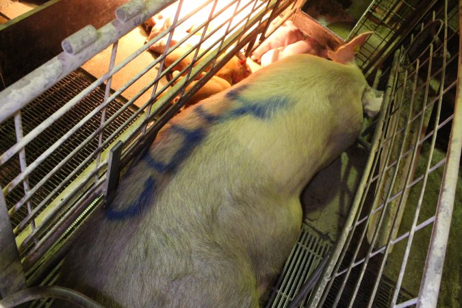 Sow with 'cull' spray-painted on her back