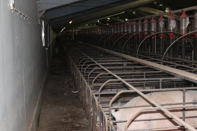 Huge sow stall shed