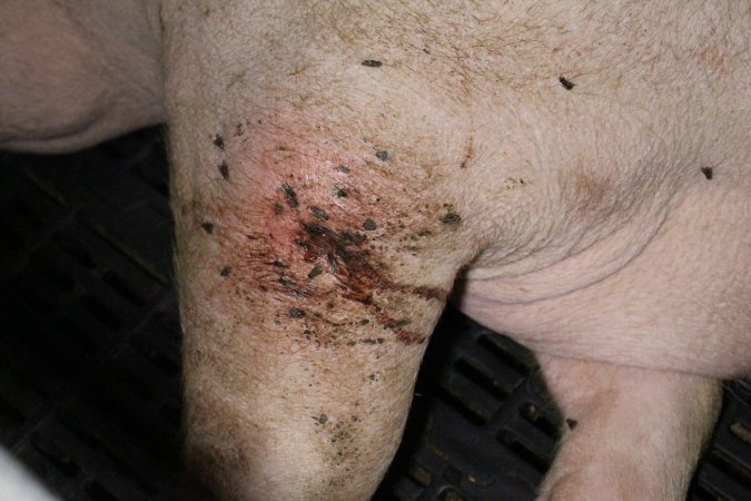 Sow with cuts and scratches