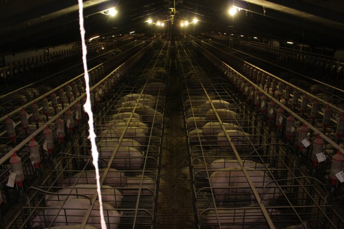 Wide view of huge sow stall shed from above