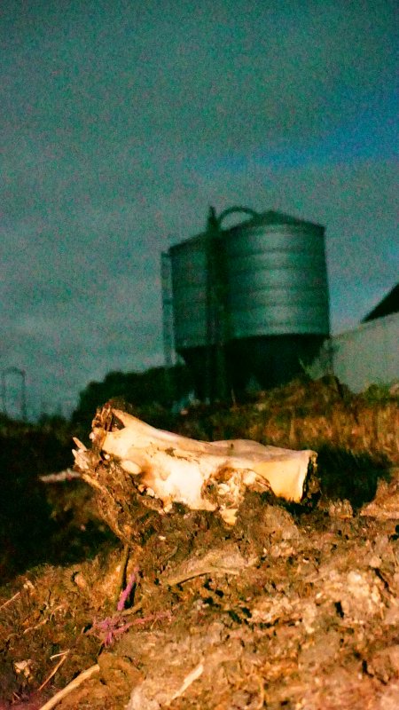 Skull on dead pile, shed in background
