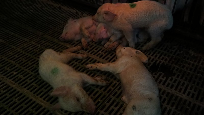 Dead and sick weaner piglets