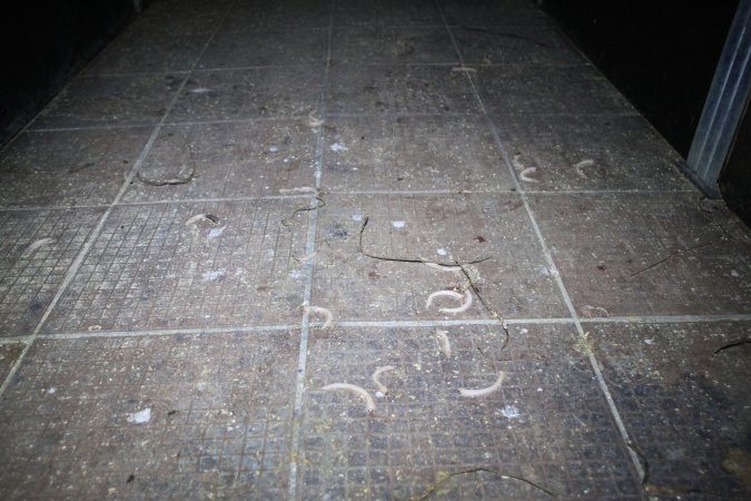 Severed piglet tails scattered across floor
