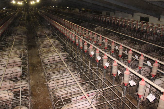 Wide view of huge sow stall shed from above