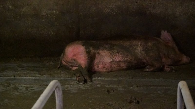 Sows living in excrement in group housing