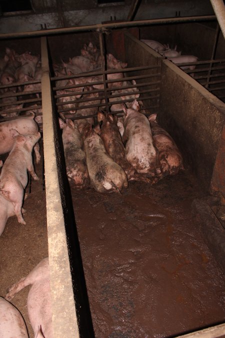 Grower pigs living in excrement