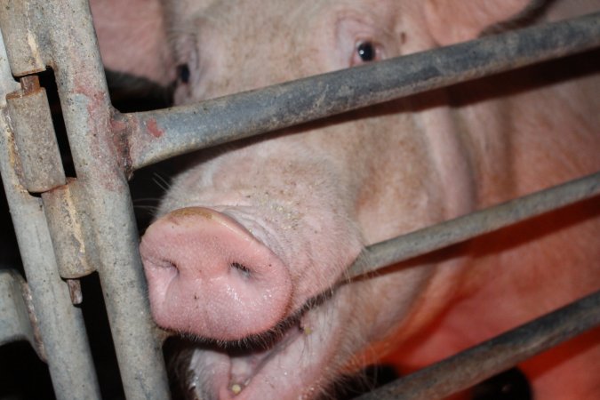 Sow biting bar of farrowing crate