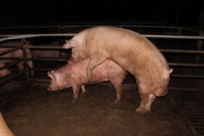 Boars and sows in mating pen