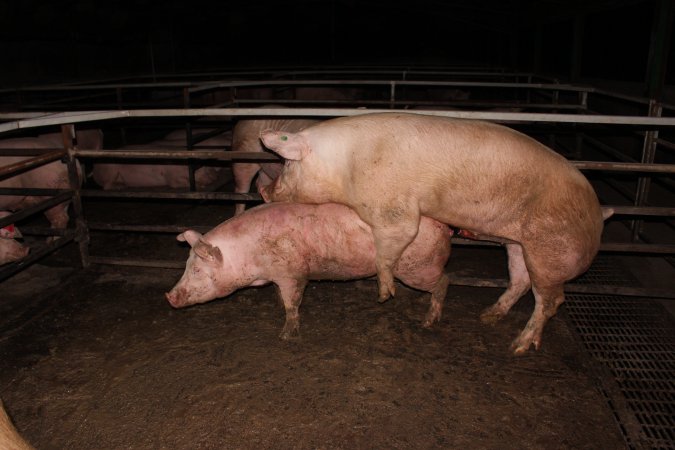 Boars and sows in mating pen