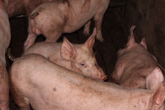 Grower pigs at Willawa Piggery NSW
