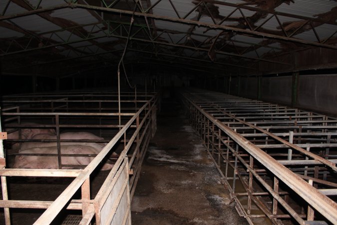 Empty sow stalls