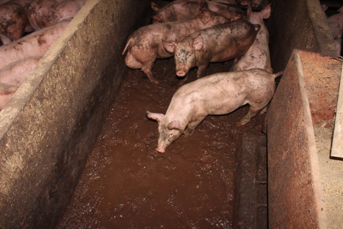 Grower pigs living in excrement