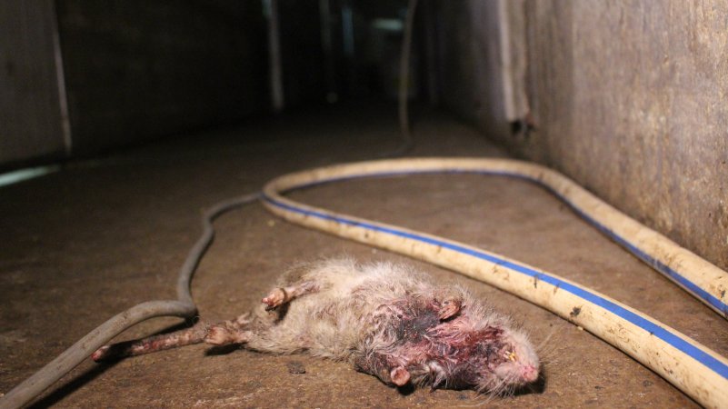 Dead rat in hallway