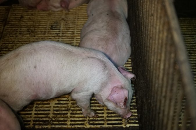 Weaner/grower piglets
