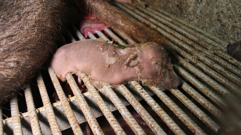 Newborn piglet's legs stuck in grated floor