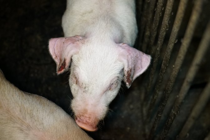 Weaner with bloody ear