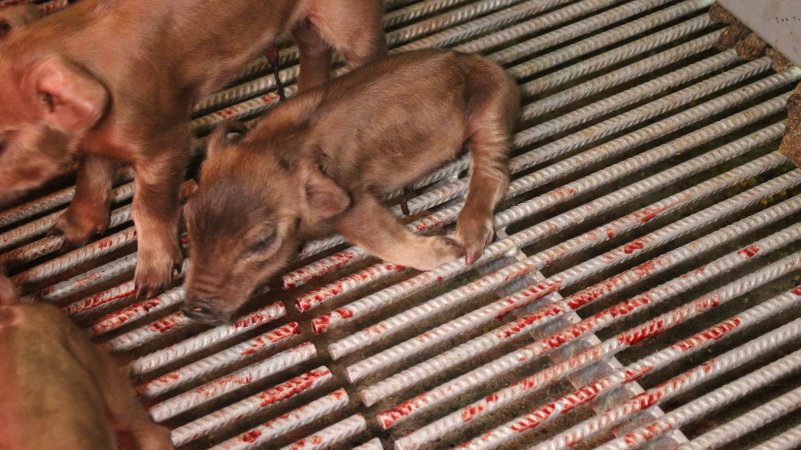 Farrowing crates at Yelmah Piggery SA