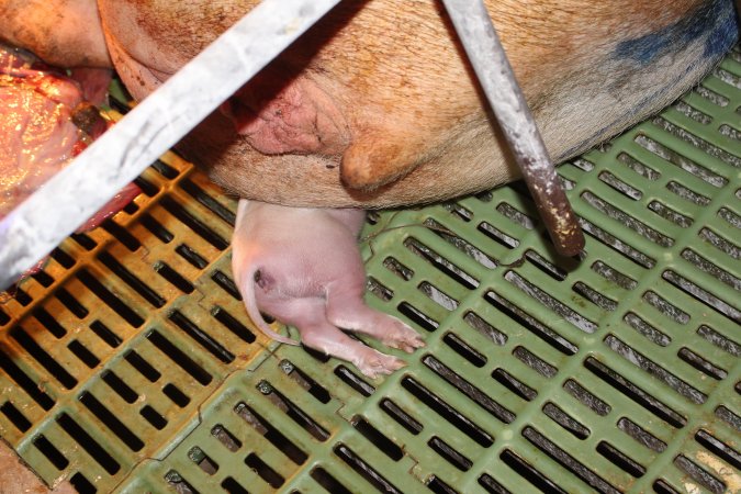 Piglet crushed by mother