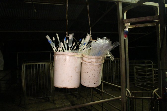 Buckets of pork stork catheters