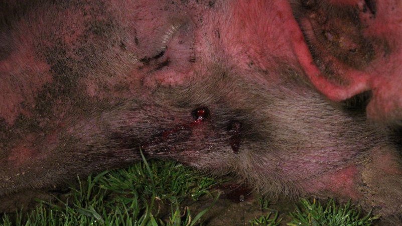 Sow with bullet hole in head