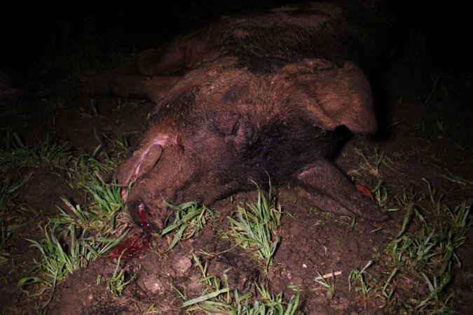 Dead pig with bullet hole in head