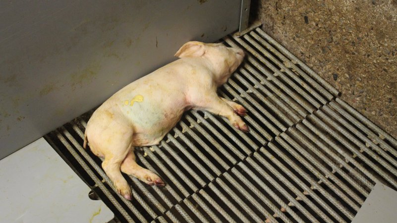 Dead weaner piglet