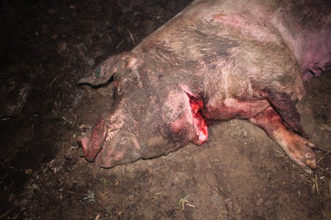 Sow with throat cut open