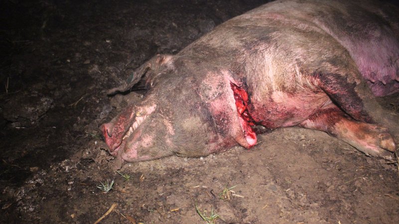 Sow with throat cut open