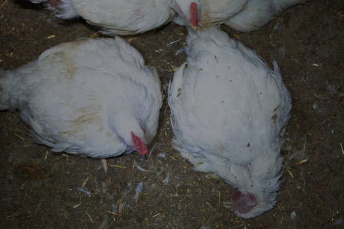 Broiler (meat) chickens approx 7 weeks