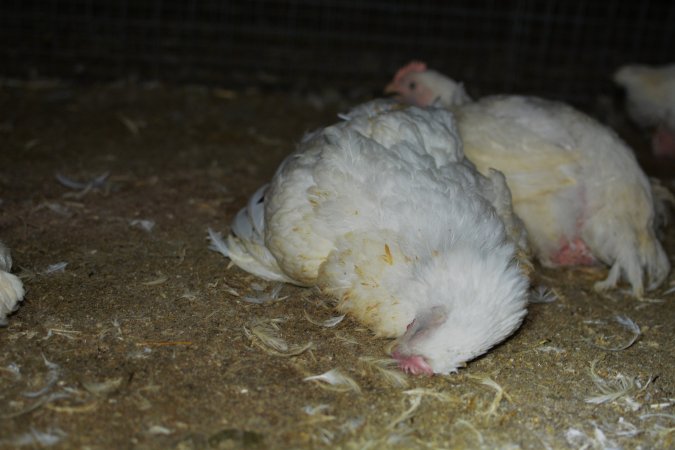 Broiler (meat) chickens approx 7 weeks